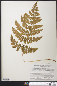 Dryopteris campyloptera image