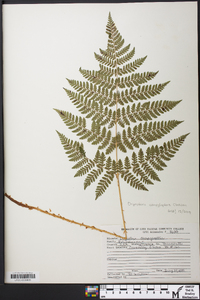 Dryopteris campyloptera image