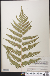 Dryopteris celsa image