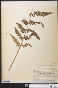 Dryopteris celsa image