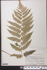 Dryopteris celsa image