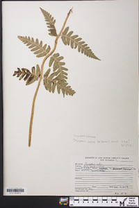 Dryopteris celsa image