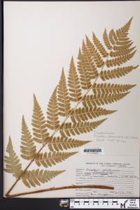 Dryopteris clintoniana image