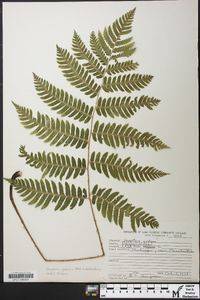 Dryopteris goldieana image