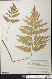 Dryopteris goldieana image