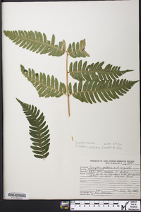 Dryopteris goldieana image