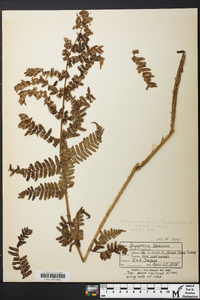 Dryopteris × boottii image