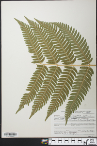 Dryopteris goldieana image