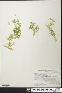 Selaginella delicatissima image