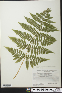 Dryopteris campyloptera image