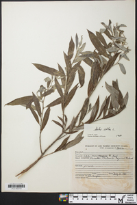 Salix alba image