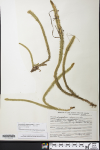 Lycopodiella alopecuroides image