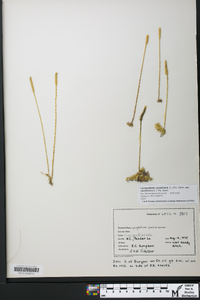 Lycopodiella caroliniana var. caroliniana image