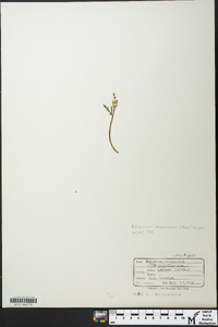 Botrychium lanceolatum image