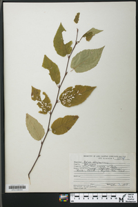 Betula alleghaniensis image