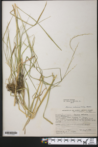 Glyceria melicaria image