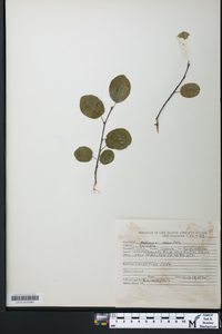 Amelanchier stolonifera image