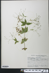 Galium lanceolatum image