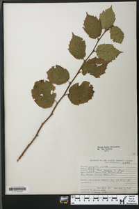 Corylus cornuta image