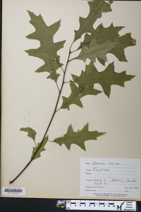 Quercus coccinea image