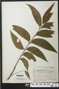 Carya illinoinensis image