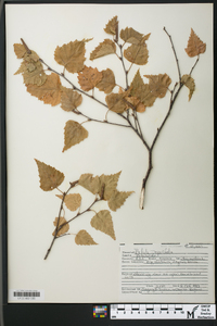 Betula populifolia image