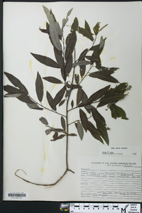 Salix sericea image