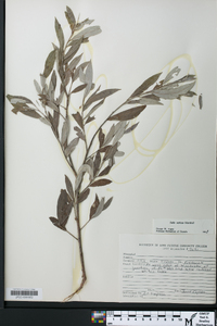 Salix sericea image