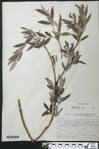 Salix sericea image