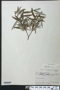 Salix petiolaris image