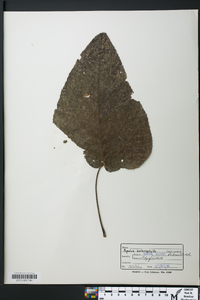 Populus heterophylla image