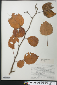 Populus grandidentata image