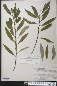 Salix sericea image