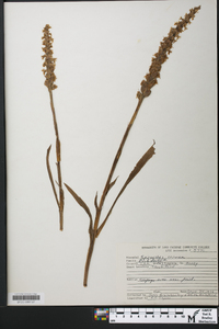 Spiranthes cernua image