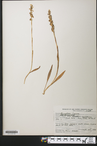 Spiranthes cernua image