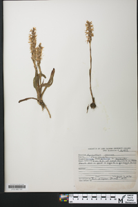 Spiranthes cernua image