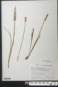 Spiranthes cernua image