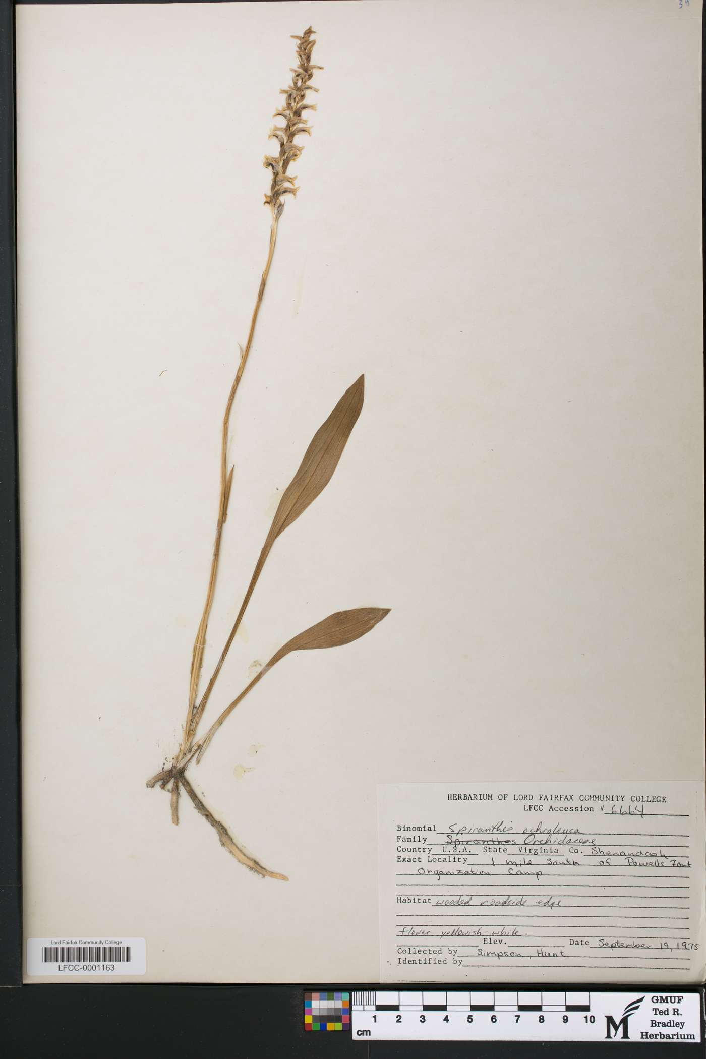 Spiranthes ochroleuca image