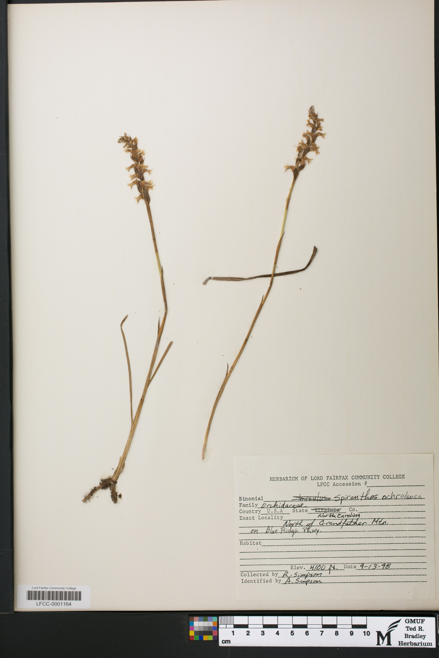 Spiranthes ochroleuca image