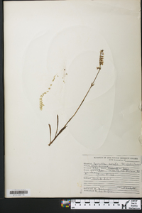 Spiranthes vernalis image