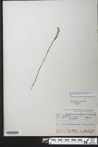 Spiranthes lacera image