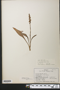 Spiranthes ochroleuca image