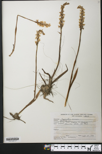 Spiranthes cernua image