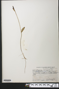 Pogonia ophioglossoides image