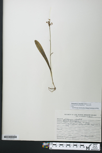 Platanthera clavellata image