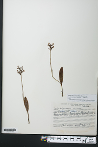 Platanthera clavellata image