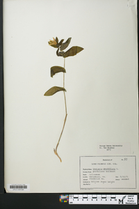 Uvularia perfoliata image