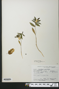 Uvularia perfoliata image