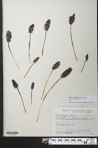 Muscari neglectum image