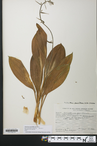 Veratrum parviflorum image